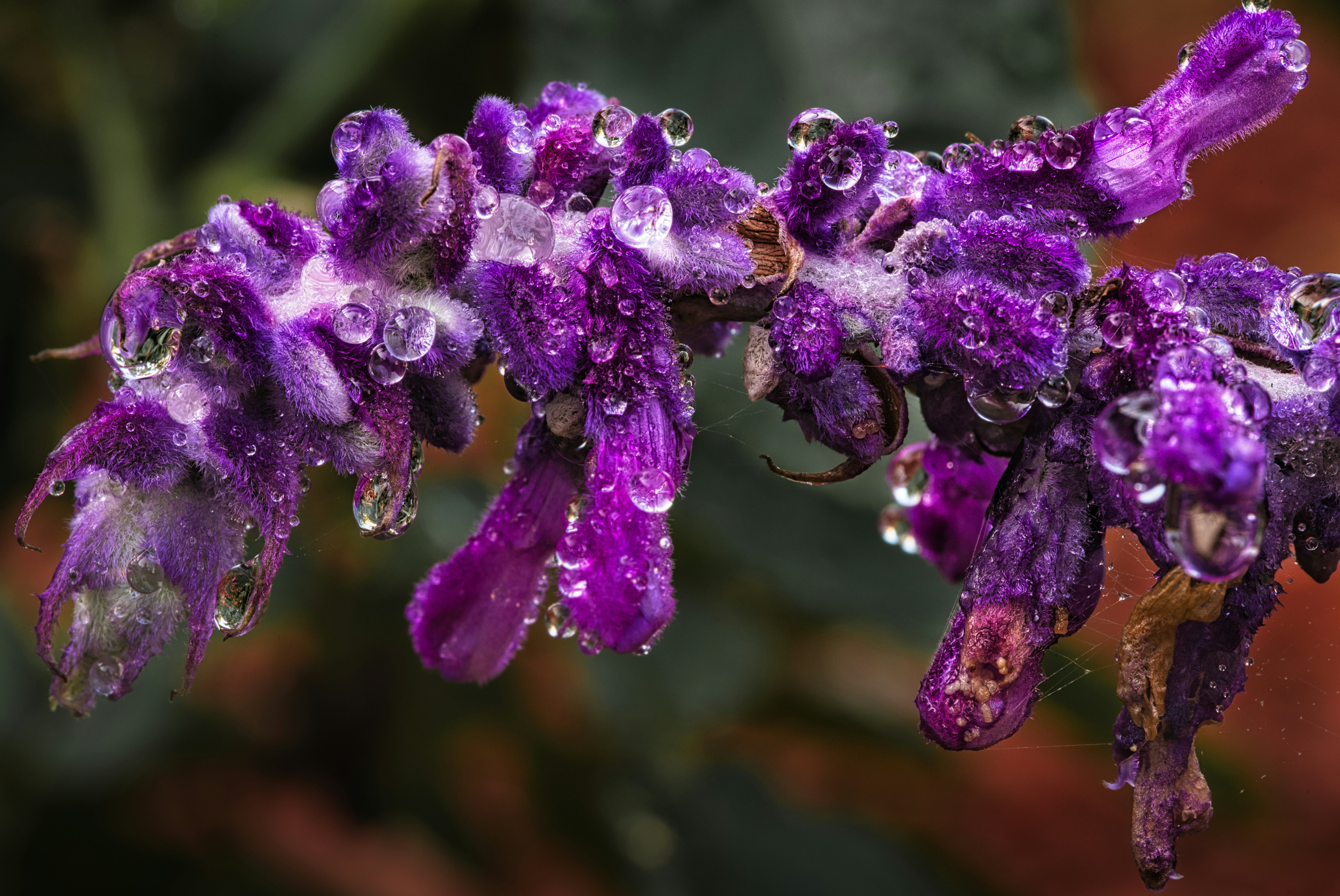 purple flower in macro shot